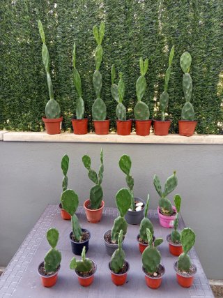 Plantas variadas - 1-4€