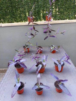 Plantas variadas - 1-4€
