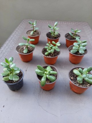 Plantas variadas - 1-4€