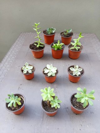 Plantas variadas - 1-4€