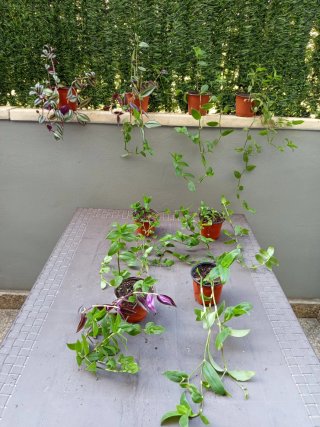 Plantas variadas - 1-4€