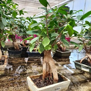 Bonsai Ficus Ginseng 35cm