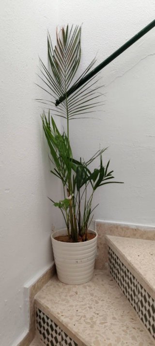 Maceta blanca de plástico