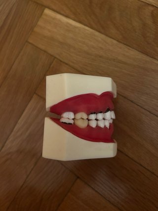 Tipodonto Periodoncia Bader