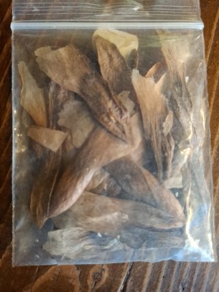 Moragne23 semi di Plumeria