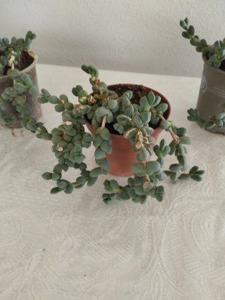 Plantas