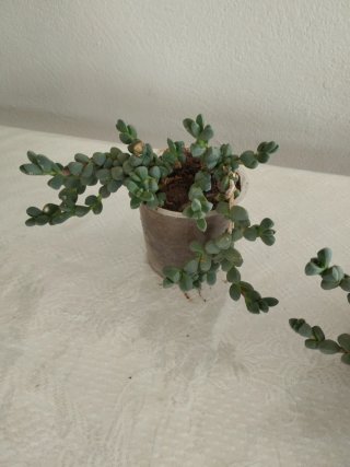 Plantas
