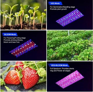 Lámpara Cultivo LED DragonLight BW1000