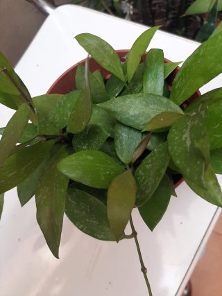 Hoya Gracilis Planta