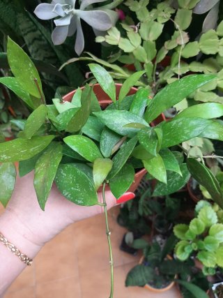 Hoya Gracilis Planta