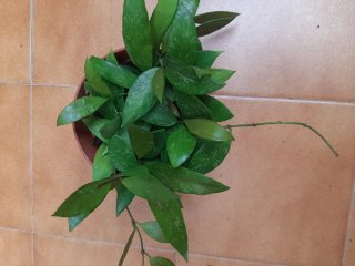 Hoya Gracilis Planta