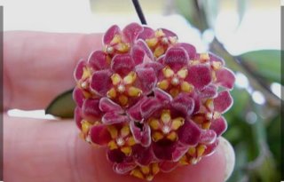 Hoya Gracilis Planta