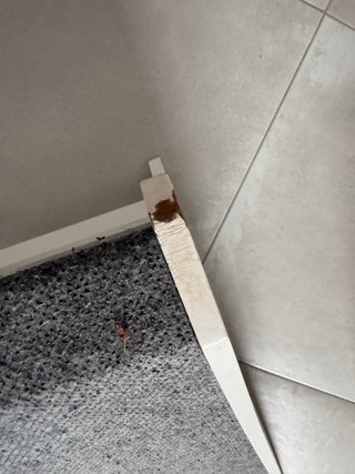 Rampa para perros y mascotas gris y blanca