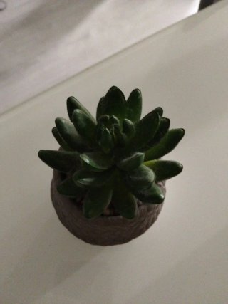Pianta grassa artificiale in vaso