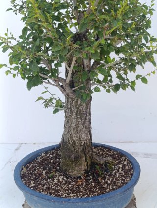 Bonsái olmo ( ulmus minor )