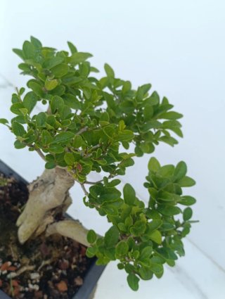 Bonsái ligustrum vulgare ( aligustre )