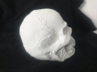Calavera de yeso decorativa