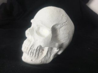 Calavera de yeso decorativa
