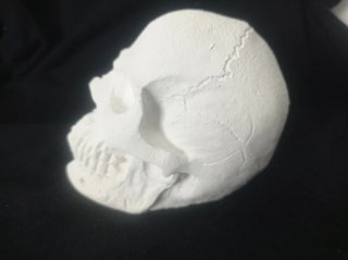 Calavera de yeso decorativa