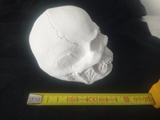 Calavera de yeso decorativa