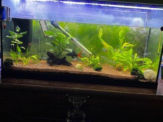 Acuario 100L