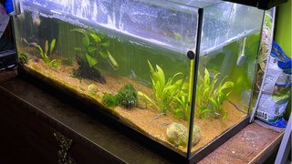 Acuario 100L
