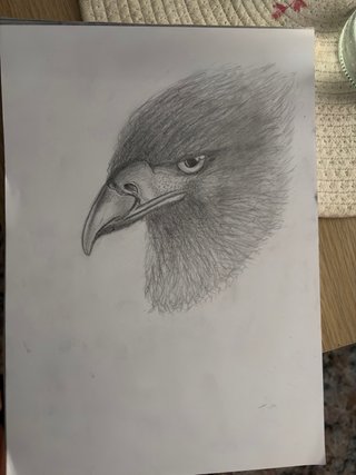 Cabeza de águila realista, dibujo a mano