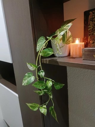 Planta de interior Poto Marble Queen