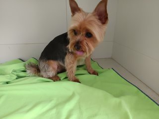 PELUQUERO CANINO A DOMICILIO