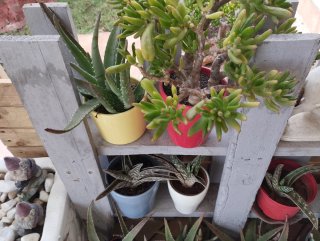 Plantas