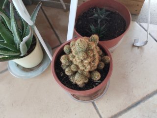 Plantas