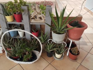 Plantas