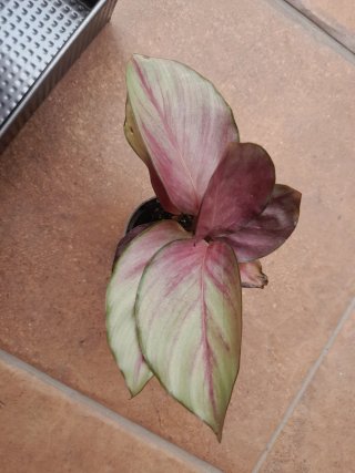 Calathea Silver Plate Planta.6disponibles.