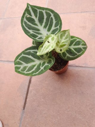Anthurium Silver Blush Planta