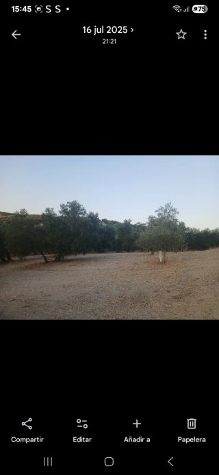 Finca de olivar