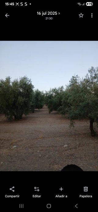 Finca de olivar