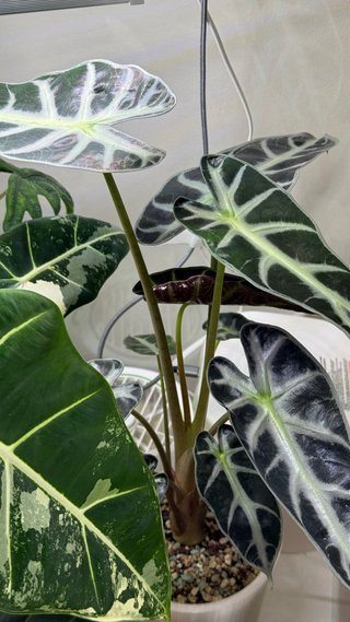 Alocasia Amazónica Planta