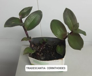 Conjunto de 3 plantas