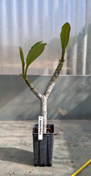 Plumeria BUDDHA RAKSA