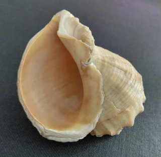 Colección 18 caracolas y 3 conchas