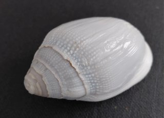 Colección 18 caracolas y 3 conchas