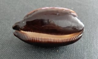 Colección 18 caracolas y 3 conchas