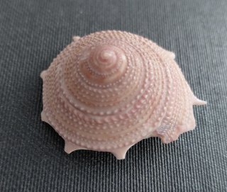 Colección 18 caracolas y 3 conchas