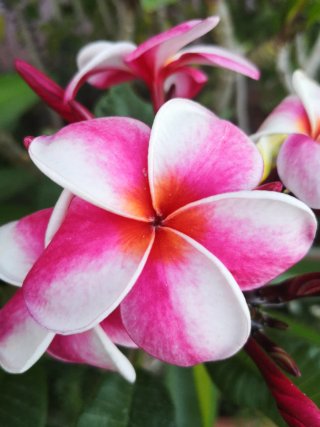 Pianta di Plumeria rosa e bianca