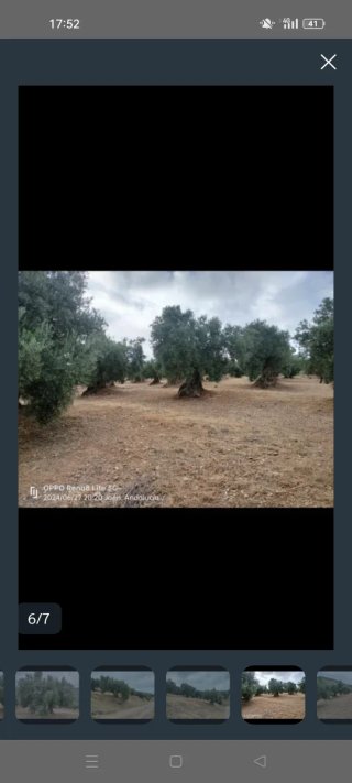 78 Olivos de Secano en Huelma (Jaén)