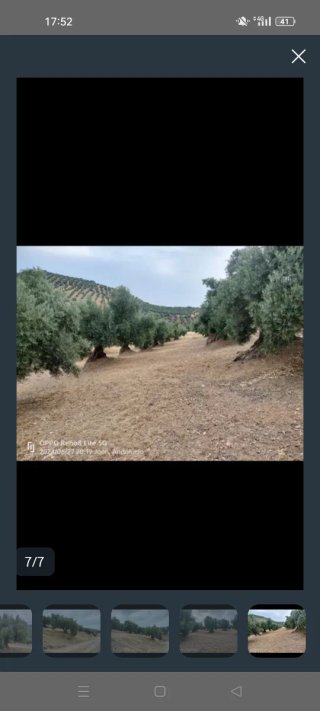 78 Olivos de Secano en Huelma (Jaén)