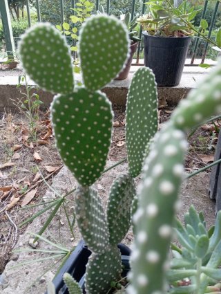 30 talee cactus