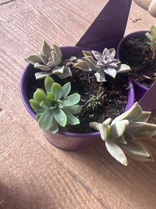 Conjunto de suculentas en maceta morada