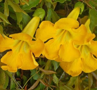 Dolichandra (Macfadyena) Rampicante Esotica