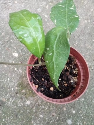 Hoya con hojas variegadas